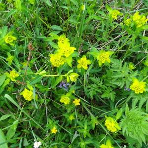 Photographie n°2481924 du taxon Euphorbia flavicoma subsp. verrucosa (Fiori) Pignatti