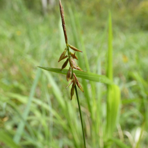 Photographie n°2481938 du taxon Carex pulicaris L. [1753]