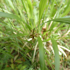 Photographie n°2481939 du taxon Carex pulicaris L. [1753]