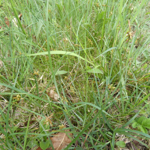  - Carex pulicaris L. [1753]