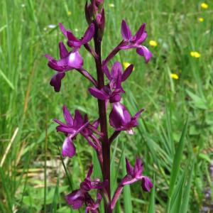 Photographie n°2481964 du taxon Anacamptis laxiflora (Lam.) R.M.Bateman, Pridgeon & M.W.Chase