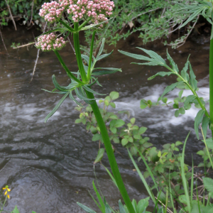 Photographie n°2481967 du taxon Valeriana officinalis L.