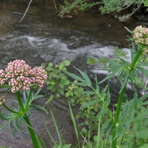 Photographie n°2481968 du taxon Valeriana officinalis L.