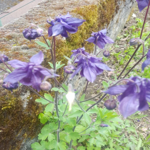 Photographie n°2482000 du taxon Aquilegia vulgaris L. [1753]