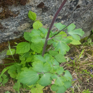 Photographie n°2482002 du taxon Aquilegia vulgaris L. [1753]