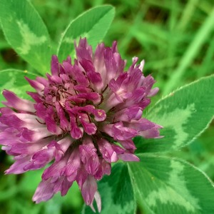 Photographie n°2482003 du taxon Trifolium pratense L. [1753]