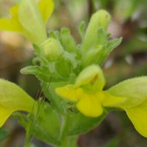 Photographie n°2482009 du taxon Parentucellia viscosa (L.) Caruel