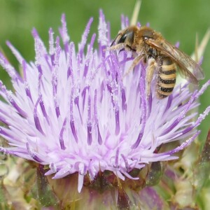 Photographie n°2482058 du taxon Silybum marianum (L.) Gaertn. [1791]