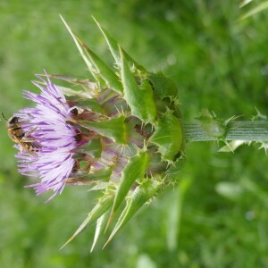 Photographie n°2482066 du taxon Silybum marianum (L.) Gaertn. [1791]