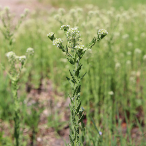 Photographie n°2482070 du taxon Lepidium campestre (L.) R.Br.