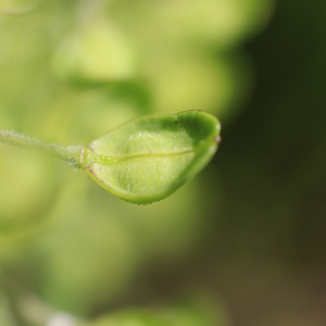 Photographie n°2482071 du taxon Lepidium campestre (L.) R.Br.