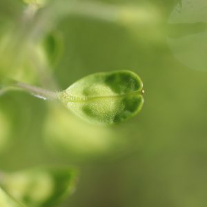  - Lepidium campestre (L.) R.Br.