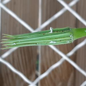 Photographie n°2482089 du taxon Tragopogon pratensis L.