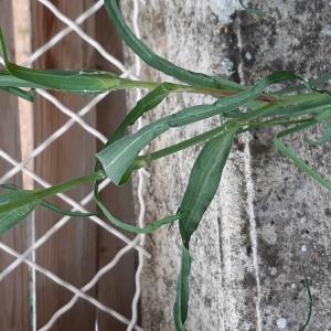 Photographie n°2482090 du taxon Tragopogon pratensis L.