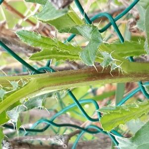 Photographie n°2482093 du taxon Cirsium arvense (L.) Scop.