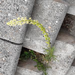 Photographie n°2482097 du taxon Reseda lutea L.