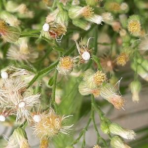 Photographie n°2482102 du taxon Erigeron canadensis L.