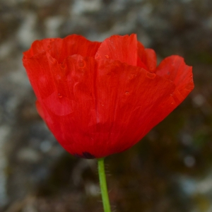 Photographie n°2482142 du taxon Papaver rhoeas L.