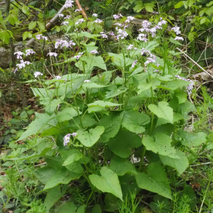 Photographie n°2482167 du taxon Lunaria rediviva L.