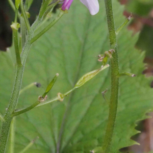 Photographie n°2482168 du taxon Lunaria rediviva L.