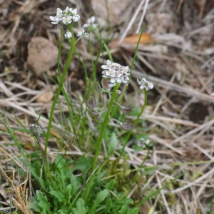 Photographie n°2482169 du taxon Teesdalia nudicaulis (L.) R.Br.