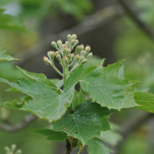 Photographie n°2482189 du taxon Sorbus torminalis (L.) Crantz