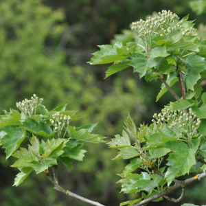 Photographie n°2482190 du taxon Sorbus torminalis (L.) Crantz