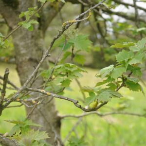 Photographie n°2482191 du taxon Sorbus torminalis (L.) Crantz