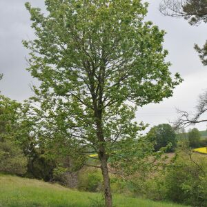 Photographie n°2482192 du taxon Sorbus torminalis (L.) Crantz