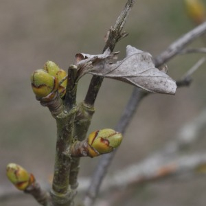 Photographie n°2482193 du taxon Sorbus torminalis (L.) Crantz