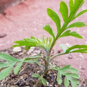 Photographie n°2482211 du taxon Ambrosia artemisiifolia L.