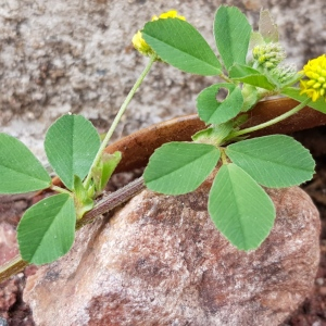 Photographie n°2482231 du taxon Medicago lupulina L.