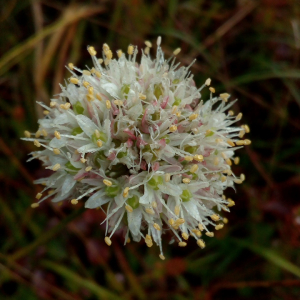 Photographie n°2482242 du taxon Allium ericetorum Thore [1803]