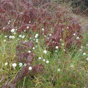 Photographie n°2482243 du taxon Allium ericetorum Thore [1803]