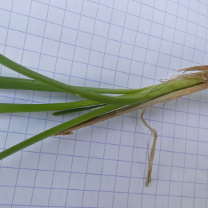 Photographie n°2482250 du taxon Allium ericetorum Thore [1803]