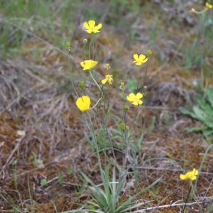 Photographie n°2482270 du taxon Ranunculus gramineus L. [1753]