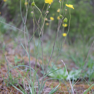 Photographie n°2482271 du taxon Ranunculus gramineus L. [1753]