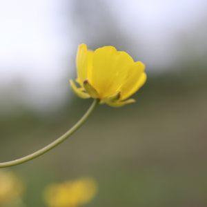 Photographie n°2482273 du taxon Ranunculus gramineus L. [1753]