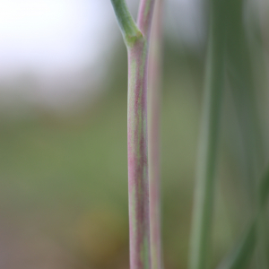 Photographie n°2482274 du taxon Ranunculus gramineus L. [1753]