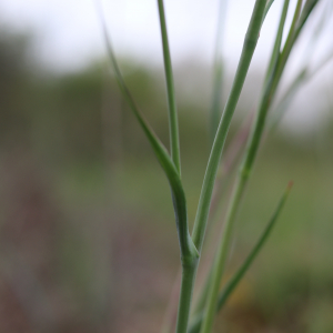 Photographie n°2482275 du taxon Ranunculus gramineus L. [1753]