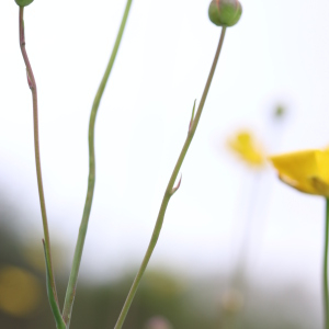 Photographie n°2482276 du taxon Ranunculus gramineus L. [1753]