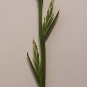 Lolium perenne subsp. cristatum (Pers.) K.Richt. (Ray-grass anglais)