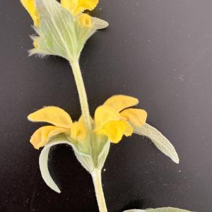 Photographie n°2482366 du taxon Phlomis lychnitis L. [1753]