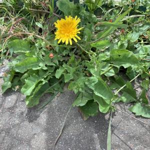 Photographie n°2482390 du taxon Taraxacum div. Sp.