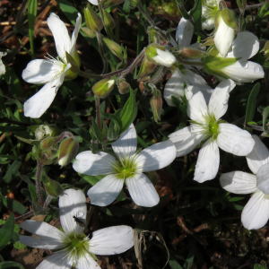 Photographie n°2482403 du taxon Arenaria montana L.