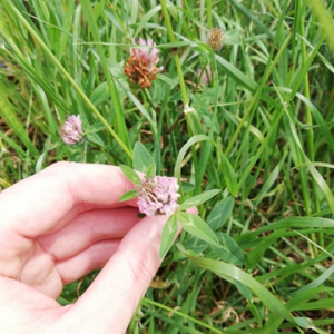 Photographie n°2482412 du taxon Trifolium pratense L.