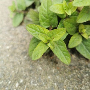 Photographie n°2482415 du taxon Prunella vulgaris L.