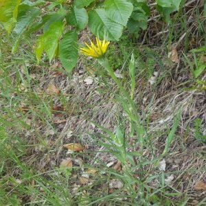 Photographie n°2482429 du taxon Tragopogon dubius Scop. [1772]