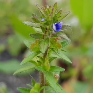 Photographie n°2482443 du taxon Veronica arvensis L.