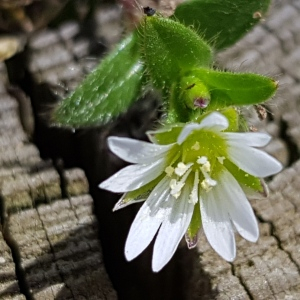 Cerastium vulgatum proles fontanum (Baumg.) Bonnier